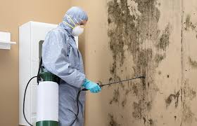 Best Attic Mold Removal  in USA